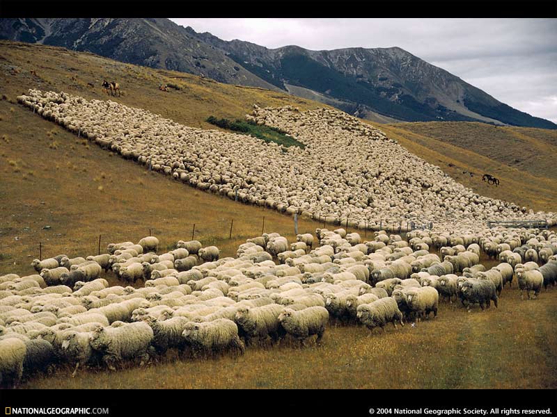 Sheep.jpg