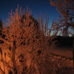 frosty-vegetation-150x150.jpg